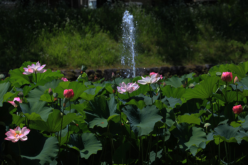 Photo#11