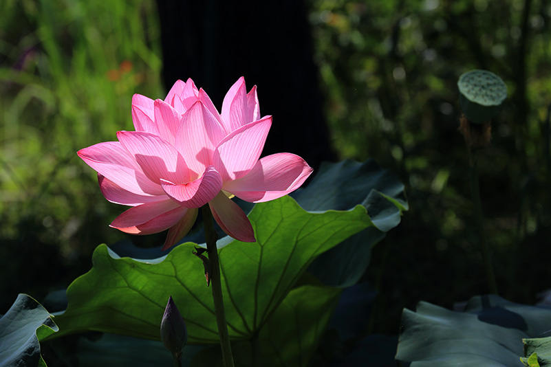 Photo#7