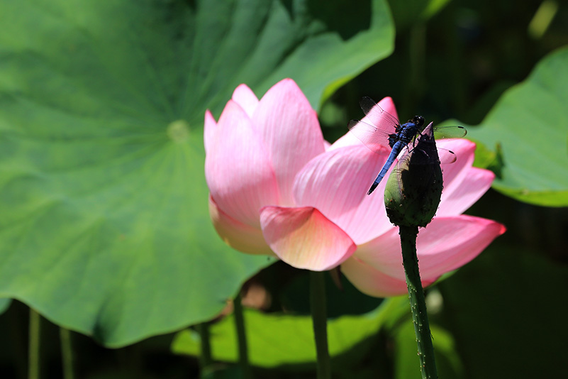 Photo#10