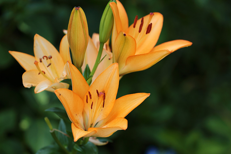 Photo#11