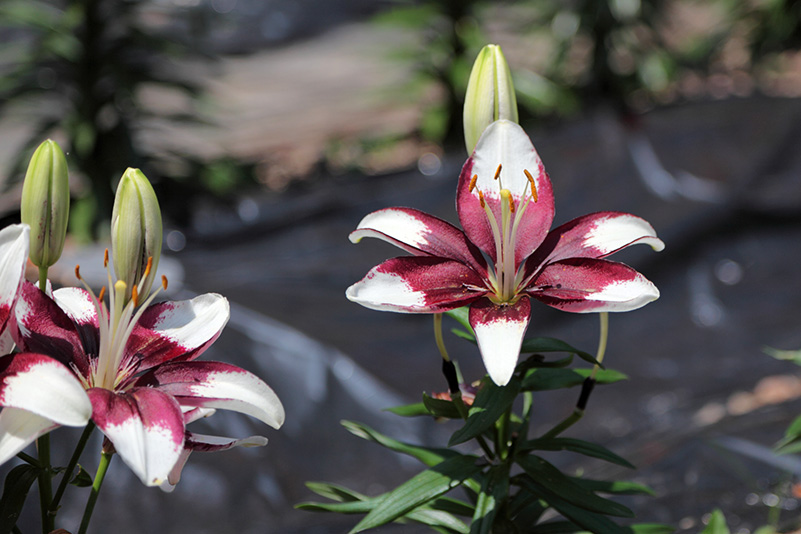 Photo#12
