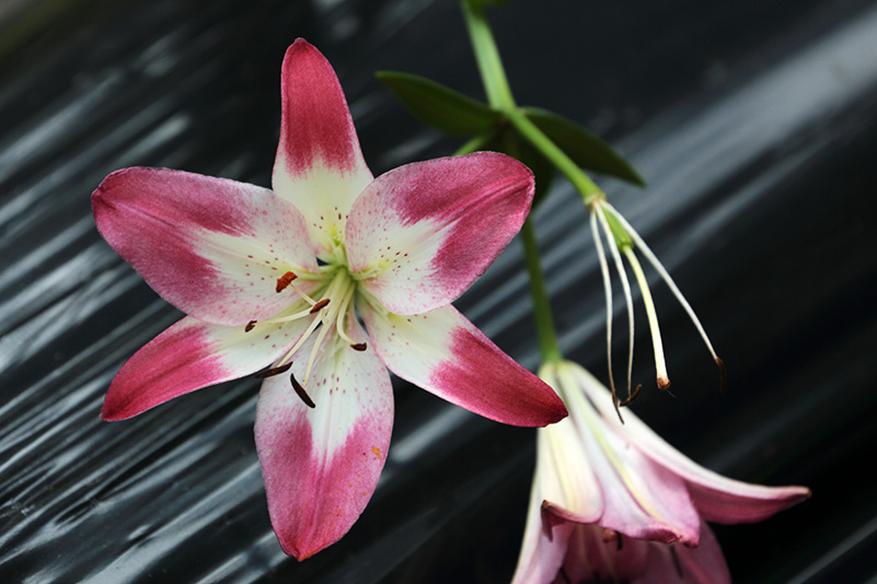 Photo#14