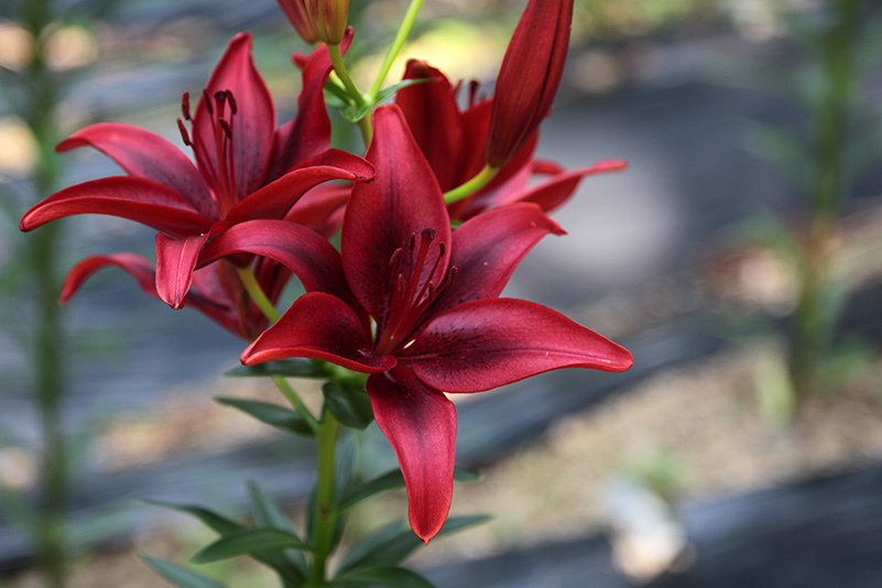 Photo#16