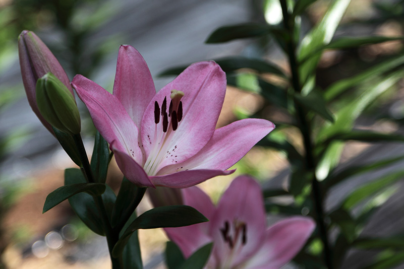Photo#17