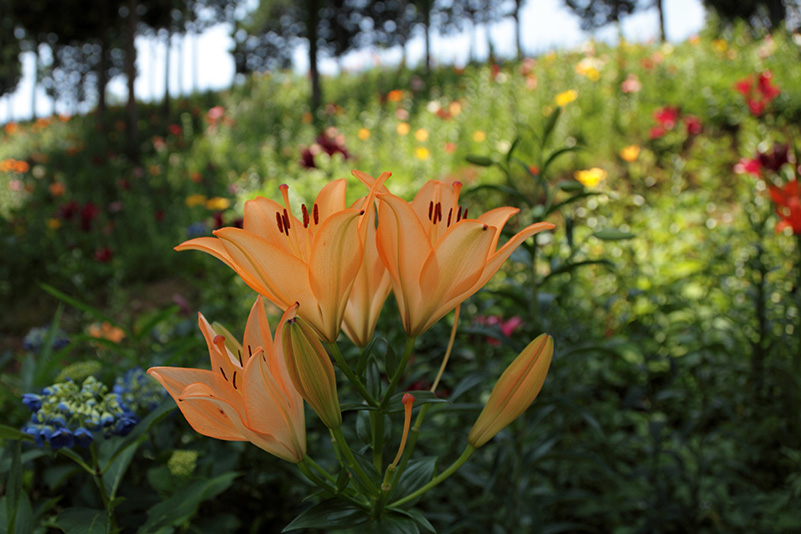 Photo#19