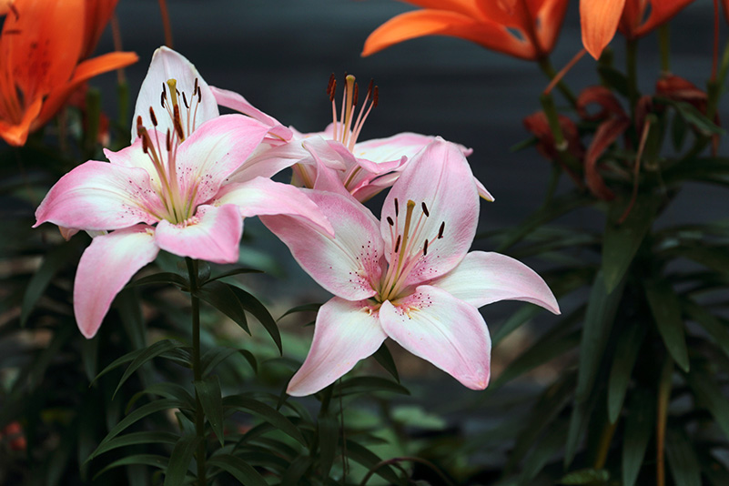 Photo#22