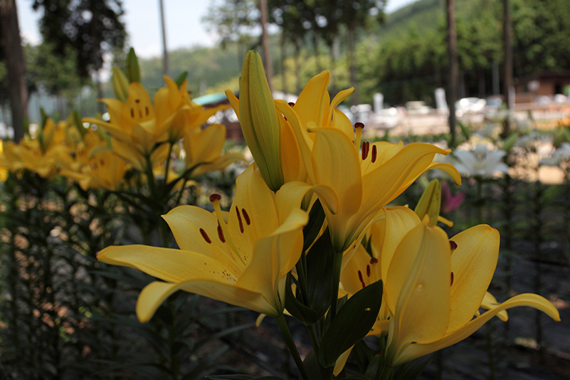 Photo#5