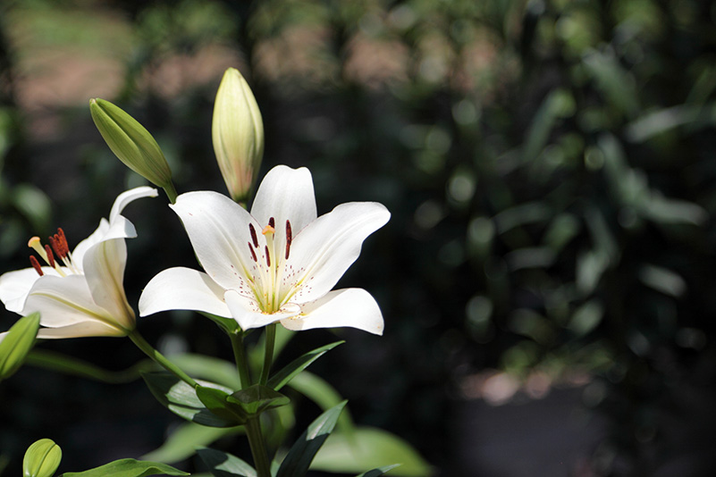 Photo#8