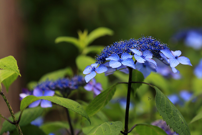 Photo#12