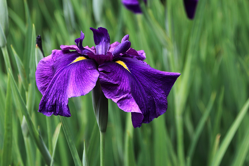 Photo#15