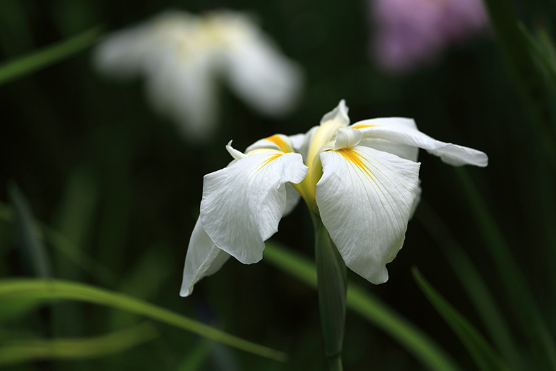 Photo#17