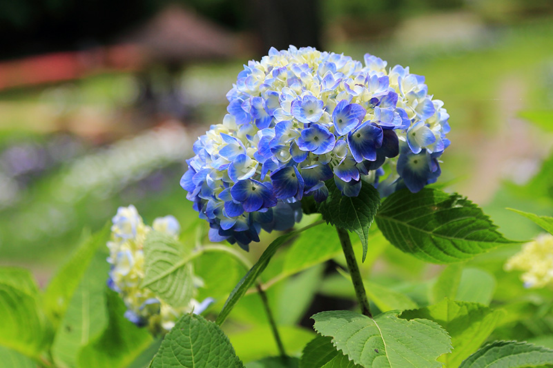 Photo#18