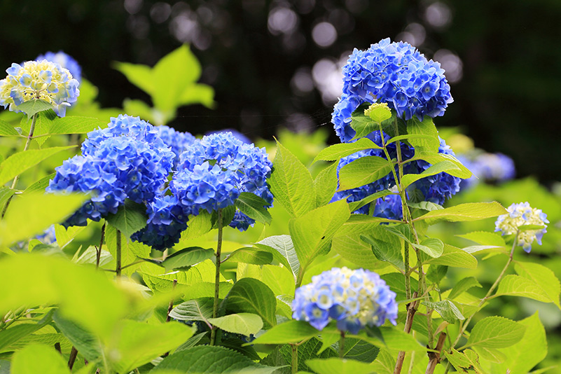 Photo#21