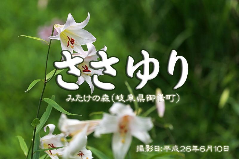 Photo#1