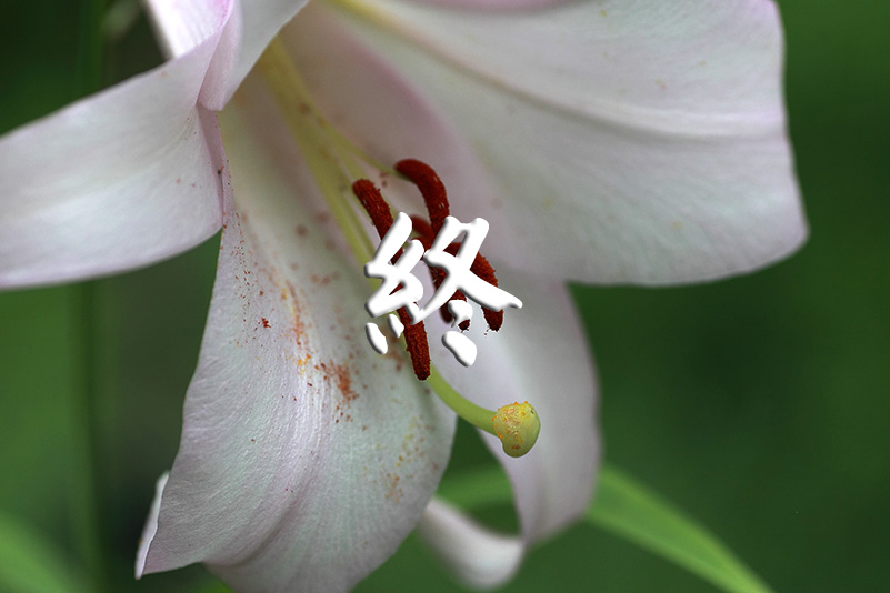 Photo#24