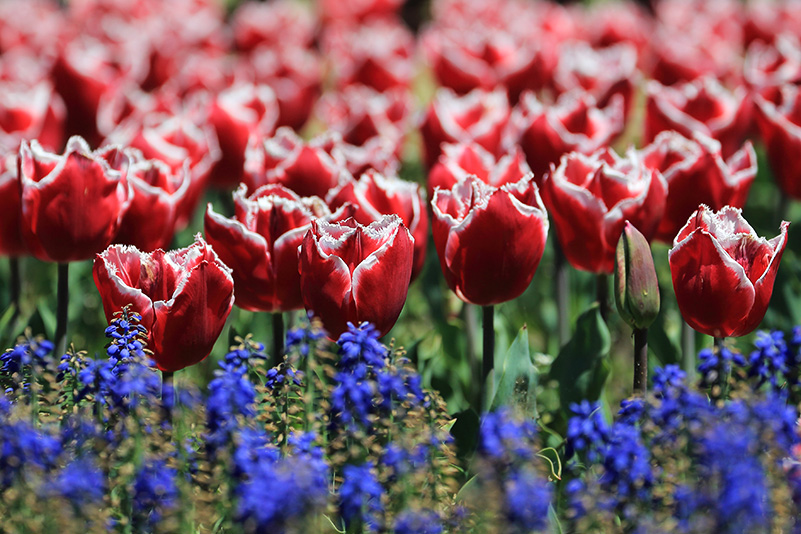 Photo#11