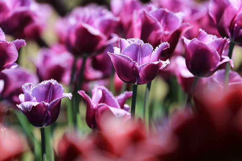 Photo#18
