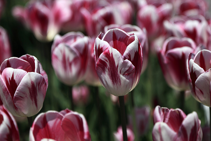 Photo#10