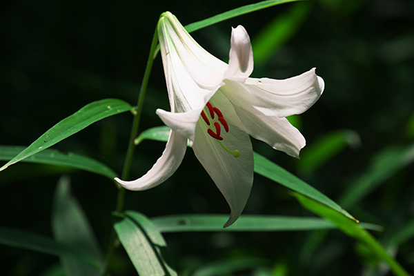 477
