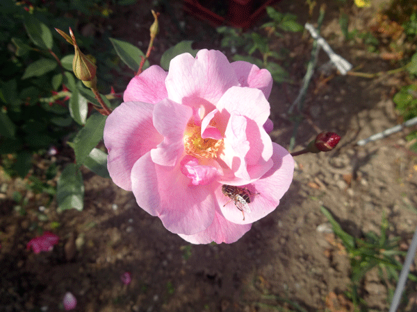 183443_1.gif  : 172 KB