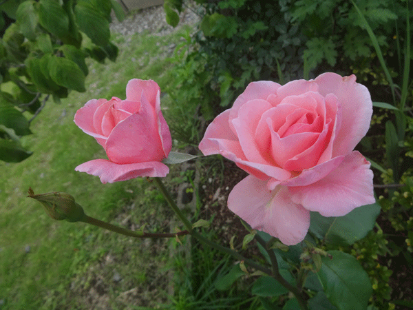 184235_1.gif  : 182 KB