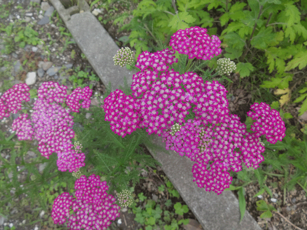 184314_1.gif  : 229 KB