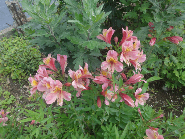 184468_1.gif  : 226 KB