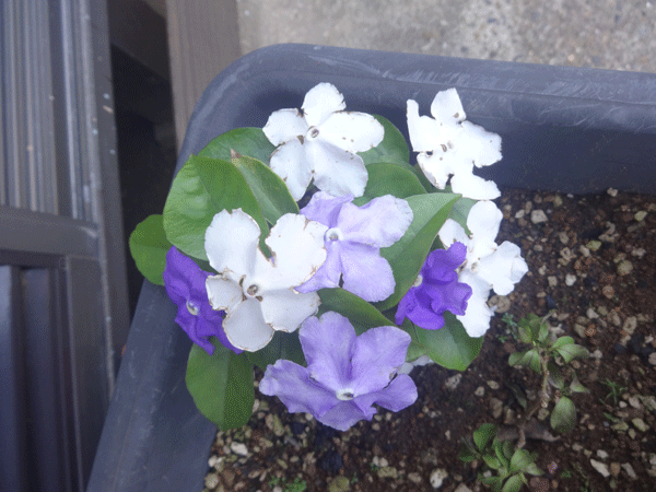 184593_1.gif  : 161 KB