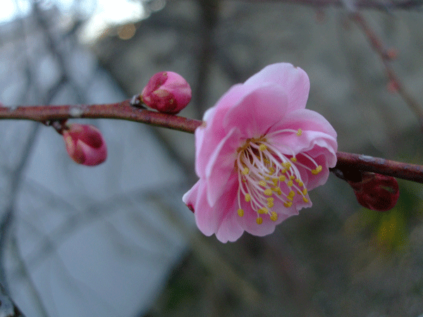 184976_1.gif  : 158 KB