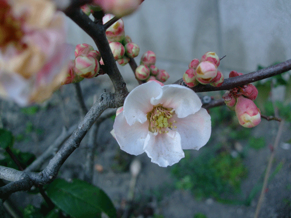 185089_1.gif  : 172 KB