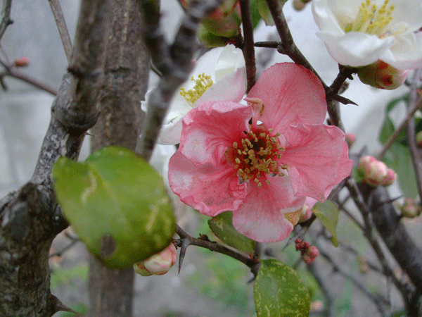 185187_1.gif  : 181 KB