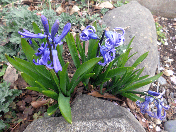 185819_1.gif  : 206 KB