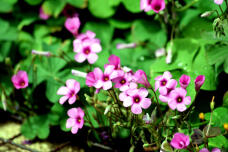 180585_2.jpg  : 108 KB