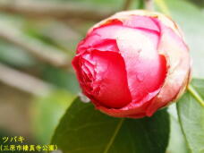 180597_2.jpg  : 33 KB