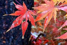 181053_10.jpg  : 77 KB