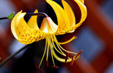 181165_2.jpg  : 94 KB