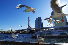 181171_1.jpg  : 376 KB
