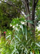 181199_2.jpg  : 141 KB