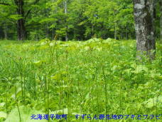 181349_1.jpg  : 97 KB