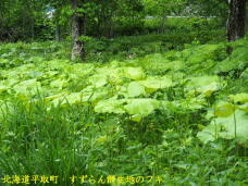 181349_3.jpg  : 100 KB