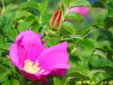 181407_2.jpg  : 45 KB