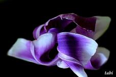 181490_5.jpg  : 27 KB