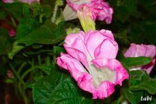 181490_6.jpg  : 56 KB