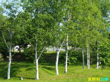 181492_3.jpg  : 135 KB