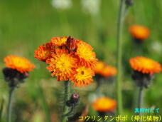 181506_1.jpg  : 38 KB
