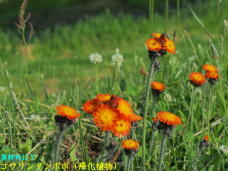 181506_3.jpg  : 57 KB