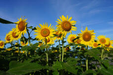 181545_1.jpg  : 203 KB
