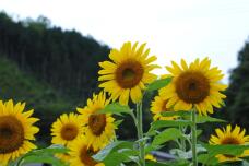 181565_1.jpg  : 172 KB