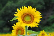 181565_2.jpg  : 156 KB