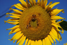 181589_1.jpg  : 480 KB